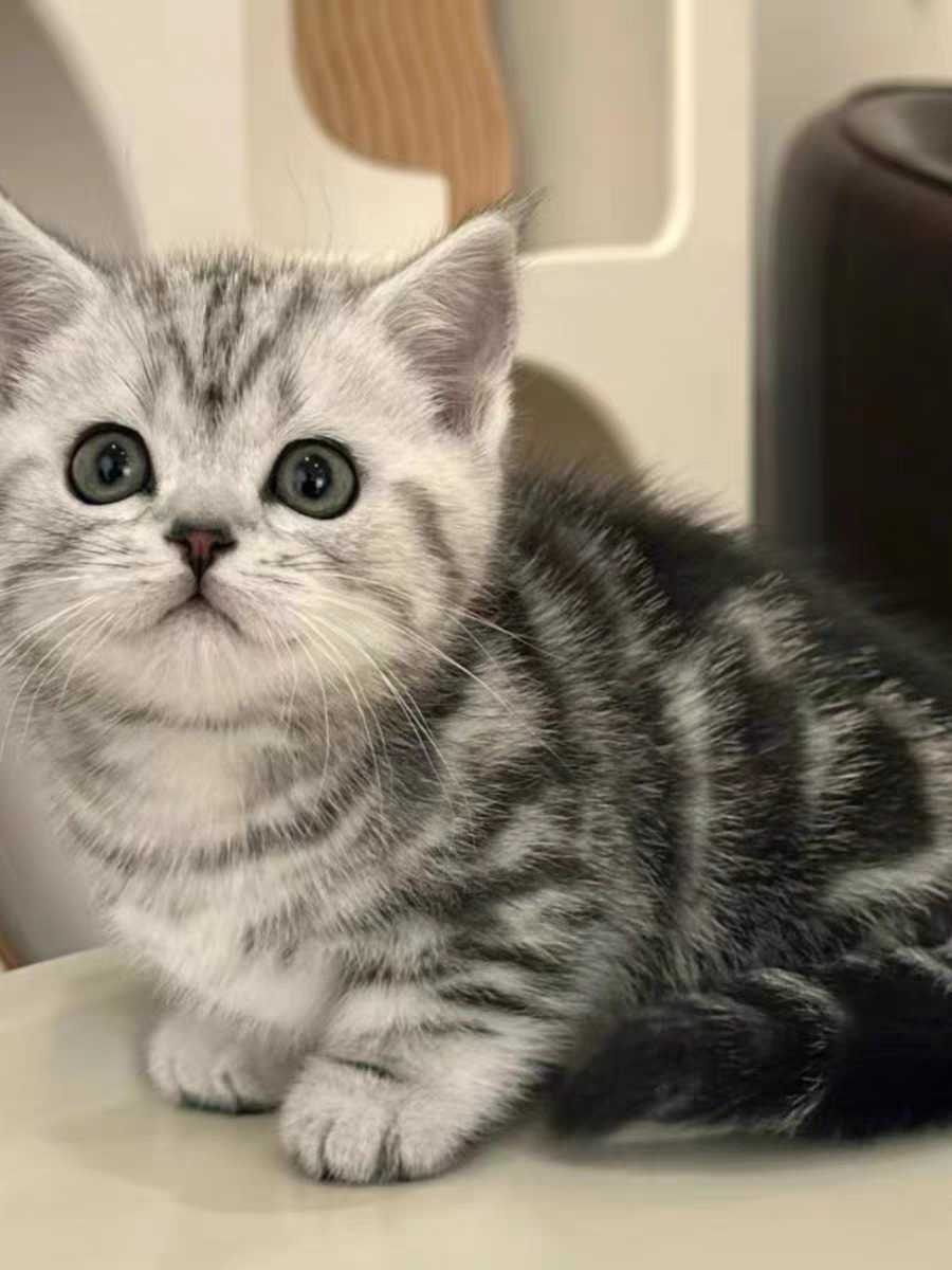 猫舍直销批发价格出售曼基康矮脚猫